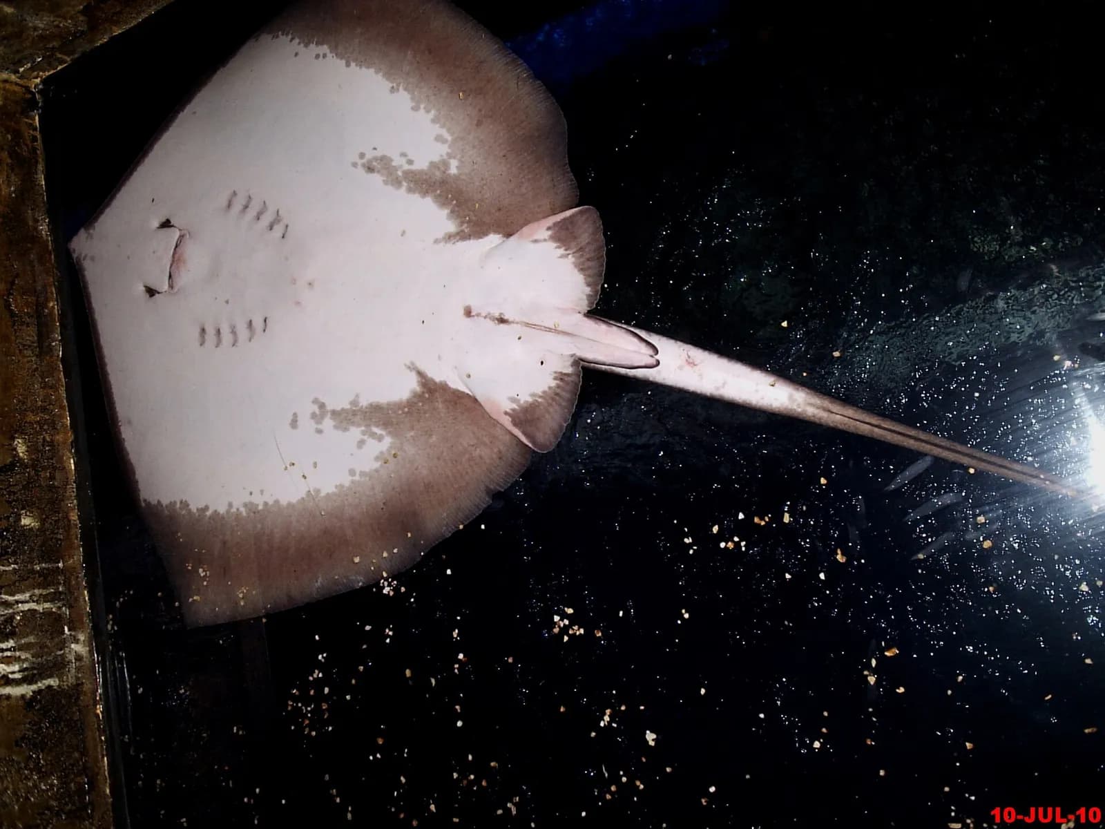 Arraia nadando em tanque do Aquário de São Paulo
